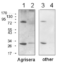 Agrisera Secondary Antibodies